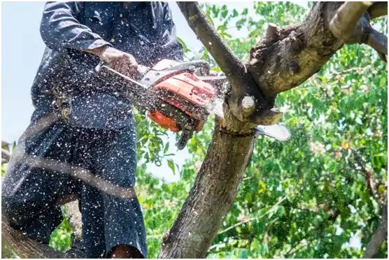 tree services Bealeton